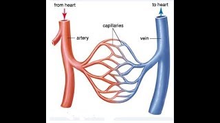 Arteries Veins and Capillaries best Comparison PART 1 [upl. by Wooster695]