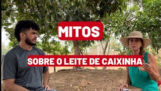 Desvendando os Mitos do Leite de Caixinha Verdades e Falsos sobre o Leite UHT roça leite viral [upl. by Dnalkrik]