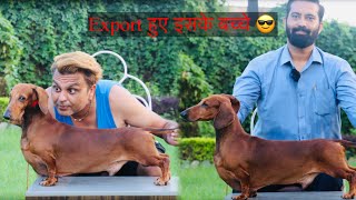 Export Quality क्या होती है देख लो😎 Dachshund Dog Breed Facts 😎By Dr Himanshu Vyas Ethical Breeder [upl. by Anelegna]