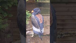 Female Bateleur Eagle [upl. by Robertson627]