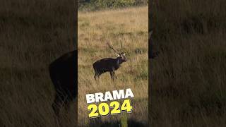 Brama 2024  Serra da Lousã  wildanimals deer brama veado [upl. by Ydaj703]