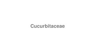 How to Pronounce quotCucurbitaceaequot [upl. by Strait]