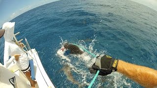 Palmyra Atoll Shark MarkRecapture Study Donor Video [upl. by Nerrad]