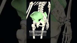 Kość biodrowa ilium uczymy razem shorts anatomia medycyna 3d [upl. by Audra]