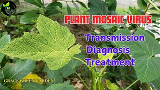 Mosaic Virus in Plants  Causes Symptoms and Control in Tamil [upl. by Ado]