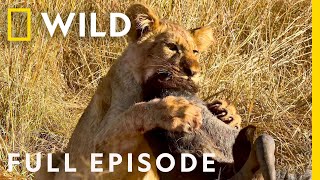 Wildlife Wars Natures Most Epic Brawls Full Episode  Animal Fight Night [upl. by Wei877]