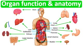 Major organ functions amp anatomy 👫 Quick amp easy learning video [upl. by Leicam]