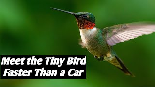 RubyThroated Hummingbird Surprising Facts You Didnt Know [upl. by Shawn549]