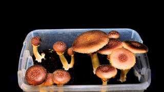 King Stropharia Timelapse [upl. by Zelten630]