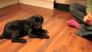 Black lab training at 8 to 9 weeks [upl. by Parthenia]