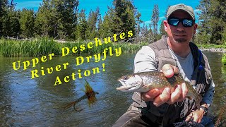 AMAZING Day of Fly Fishing on the Upper Deschutes River Lots of Trout [upl. by Noirrad]