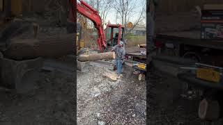 PORTED 2511T arborist chainsaw treework treeclimbingequipment [upl. by Solana]