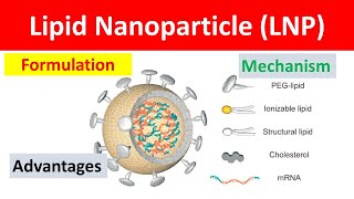 Lipid Nanoparticles Explained Advantages Formulation and Cellular Uptake Mechanism [upl. by Wise742]