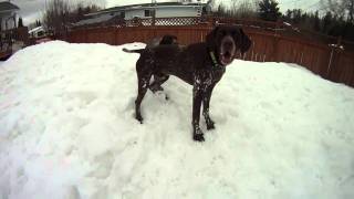 German Shorthaired Pointers At Play [upl. by Neils]