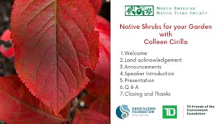 Native Shrubs for your Garden with Colleen Cirillo [upl. by Asilram]