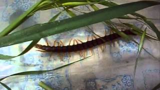 Megarian Banded Centipede in Portugalwmv [upl. by Ardeahp]