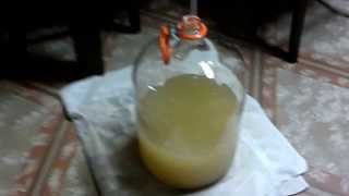 Home Made Scuppernong Wild Grape Wine HOW TO [upl. by Zabrine]