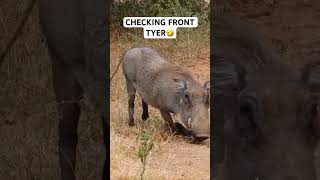 Warthog Turbo V16 engine 🙏SUBSCRIBE🙏 video warthog turbo v16engine kingofjungle funny [upl. by Ennaer]