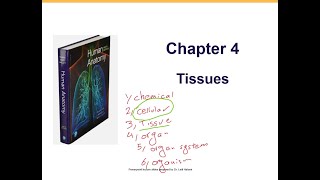 Chapter 4 Connective tissue Part 2 Connective tissues muscle tissue nervous tissue [upl. by Eneg]