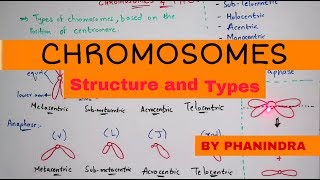 Chromosome structure and its types  By Phanindra guptha [upl. by Marutani533]