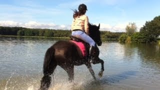 Welsh ponys in het water [upl. by Merth879]