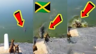 Massive Crocodile Eating Dogs in Jamaica  Man Saves Dog From Crocodile in Portmore leakedvideo [upl. by Theall]