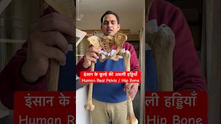 इंसान के कूल्हे की असली हड्डियाँ  Human Pelvis  Hip Bone viral trending shorts youtubeshorts [upl. by Rosio]