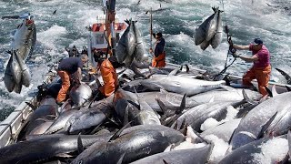 Amazing Pole and Line Tuna Fishing In Japan  Cutting Clean and Tuna processing in Factory [upl. by Goto]