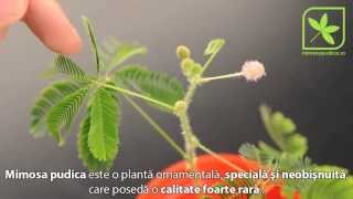 Mimosa pudica  Planta miscatoare [upl. by Arrak]