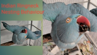 Indian Ringneck Parakeet hormonalnesting behaviour [upl. by Arihsaj]