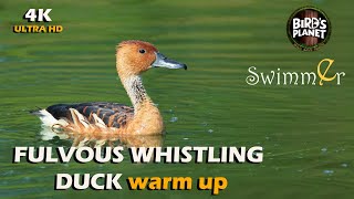 FULVOUS WHISTLING DUCK 4K [upl. by Kcirdehs]