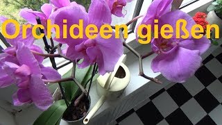 Orchideen gießen Orchideen richtig gießen Wie gießt man Orchideen [upl. by Kier]