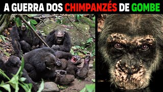 Chimpanzés Brigando  A GUERRA DOS CHIMPANZÉS DE GOMBE 1974 [upl. by Nooj]