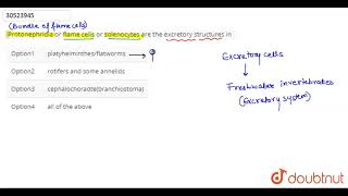 Protonephridia or flame cells or solenocytes are the excretory structures in [upl. by Acirat]