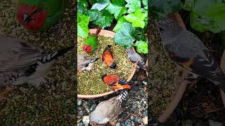 Red siskins with chicks bird nature aviary birds [upl. by Azeria826]