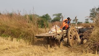 bullock cart heavy load  bullock cart race lifestyle [upl. by Eednyl]