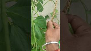 Harversting Cowpea Beans gardening fruit tomato harvest cuttingskills satisfying shorts [upl. by Kruger545]