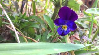 Tricolored Pansy Viola Tricolor  Heartsease  20120602 [upl. by Yht]