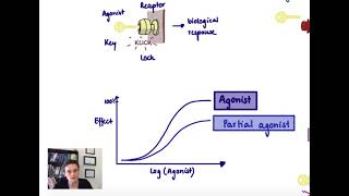 Brandls Basics Agonists and antagonists and their dose response curves [upl. by Annoyk]