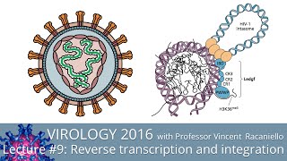 Virology Lectures 2016 9 Reverse transcription and integration [upl. by Dietz53]