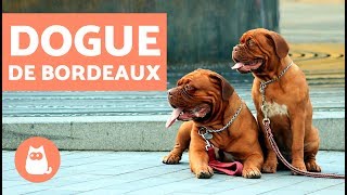 DOGUE de BORDEAUX  Caractéristiques et fiche technique [upl. by Yelnats383]