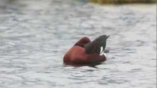 Fuligule nyroca  Ferruginous duck  Aythia nyroca [upl. by Safir]