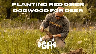 Whitetail Strategy  Red Osier Dogwood For Deer  GUNNAR HANSON [upl. by Ydnyl]