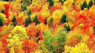 Peaceful Music Relaxing Music Instrumental Music quotAutumn Leavesquot by Tim Janis [upl. by Tad851]