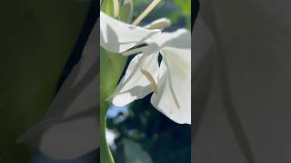 Hedychium coronarium  the white garlandlily  white ginger lily  shortsvideo shortsfeed [upl. by Sidras]