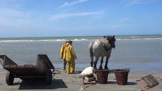 Garnalenvissers van Oostduinkerke [upl. by Olsen992]