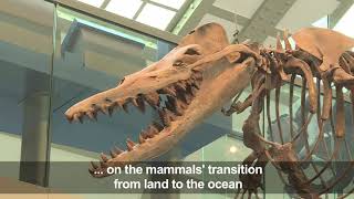 Paleontologist discusses discovery of prehistoric whale fossil [upl. by Machutte444]