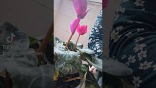 Përkujdesja për lulen çiklamin cyclamen persicum [upl. by Rudin452]