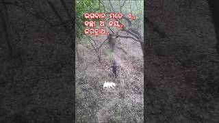 ହାତୀ 🐘 ପାଖରୁodia sad song video sadsong song music newsong like odiacomedychandanbiswalnew [upl. by Brass148]