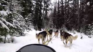 Dog Sledding in Montana [upl. by Eceertal360]